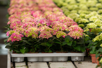 Cultivation of different summer bedding plants, begonia, petunia, young, flowering plants,...