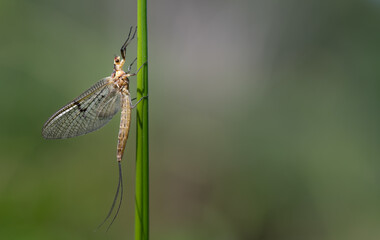 A young mayfly hangs on a long green stem. The background is green with room for text.