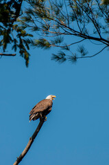 Adult Bald Eagle perched on an old bare tree.