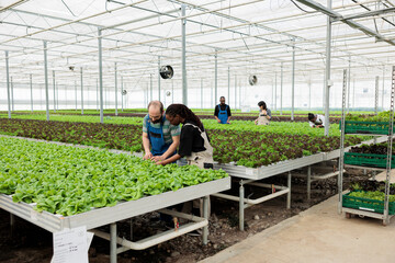 Busy teamworking farm workers using non chemical method of stamping out harmful insects from green...