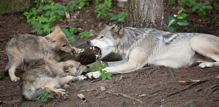Wolf and Wolf Pups, Intense Guardian.  Adult Timber Wolf Asserting Dominance over Young Wolf Pups in a Striking Display.  Wildlife Photography. 