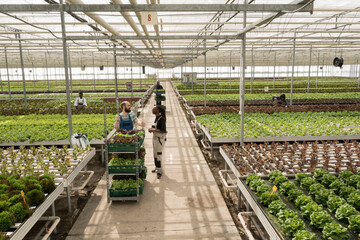 Eco friendly bio leafy greens freshly grown with no pesticides. Naturally grown nutritious healthy...