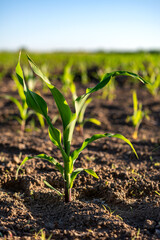 Green corn plants on a field