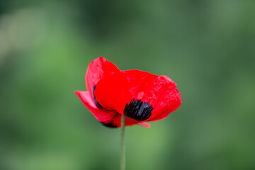 A vivid ladybird poppy in early summer