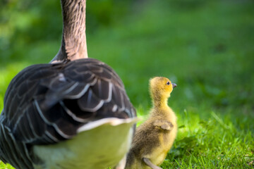 a greylag goose with her baby gosling in the plumage
