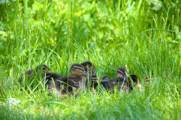 a nest of ducklings in the green grass