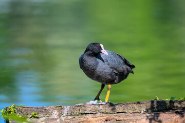 a coot sitting on a stump near the water