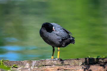 a coot sitting on a stump near the water