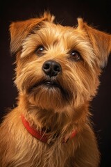 Studio portrait of a dog breed Norfolk Terrier. AI generated, human enhanced