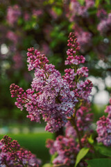 branch of lilac flowers in the park in spring