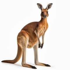 Naklejka na ściany i meble kangaroo isolated on white background