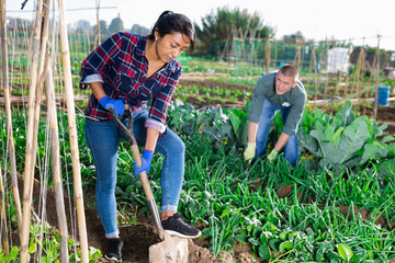 Hispanic female gardener digging vegetable beds during autumn work in her home garden