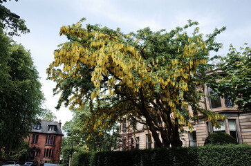 Golden chain tree with victorian flats - obrazy, fototapety, plakaty