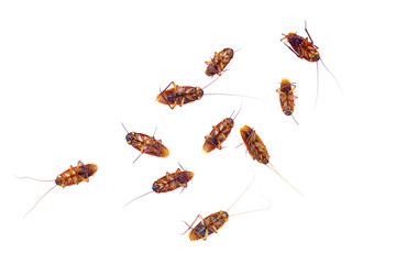 Group of dead cockroach on white background