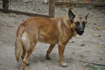 german shepherd dog resting and playing in mexican home