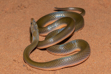 Common Brown Water Snake (Lycodonomorphus rufulus)