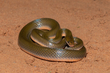 Common Brown Water Snake (Lycodonomorphus rufulus)