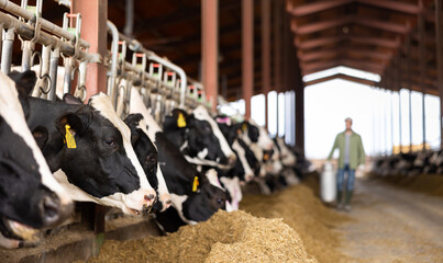 Male farmer carries a large milk can in his hands at a cow farm © JackF