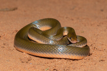 Common Brown Water Snake (Lycodonomorphus rufulus)