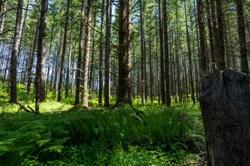 forest in spring with ferns on a sunny day 