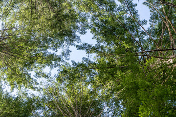 Tree top canopy on a sunny day 