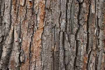 Closeup of an old tree bark. The rough skin of an old tree. Natural wood background. Wooden texture.