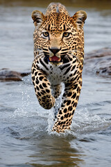 A leopard running through water towards the camera. Generative ai