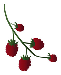 Zestaw ilustracji owoców Malina | Owoce Fruit wector set illustration Fruits Raspberry