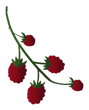 Zestaw ilustracji owoc&oacute;w Malina | Owoce Fruit wector set illustration Fruits Raspberry