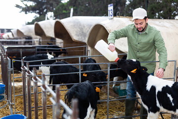 Positive young bearded farmer working on livestock farm, taking care of little calves in outdoor...