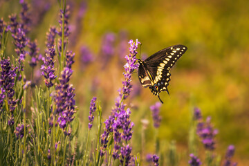 black swallow butterfly on lavender flower, summer time, summer vibes