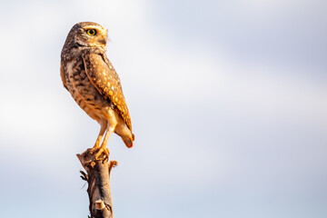 Funny Burrowing owl Athene cunicularia