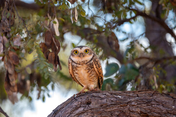 Funny Burrowing owl Athene cunicularia