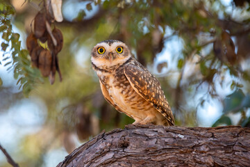 Funny Burrowing owl Athene cunicularia