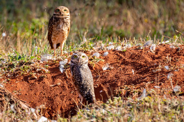 Funny Burrowing owl Athene cunicularia