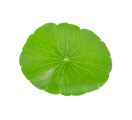 Naklejka na ściany i meble Asiatic Leaf Herb gotu kola, indian pennywort, centella asiatica, tropical herb isolated transparent png