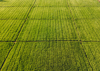 Top view of a green agriculture field with tall grass and rows of plants