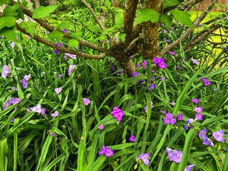 Summer Flowers Blooming in the Garden with Bare Tree Branch in the Background , Purple Widows Tears, Virginia Longbract Spiderwart, Tradescantia virginiana, Commelina tuberosa, Women's Day Concept.