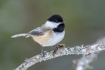 Fototapeta premium Black-capped Chickadee bird fluffy on branch
