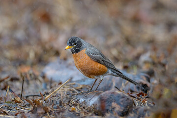 American Robin bird perched on log in the rain