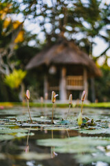 Photo of small lilies on the background of the bungalow in the nature. Tropical house on the water...