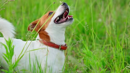 Jack Russel Dog Run In Green Grass On Sunset In Forest