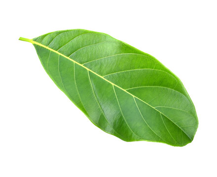 Leaves of jackfruit isolated transparent png
