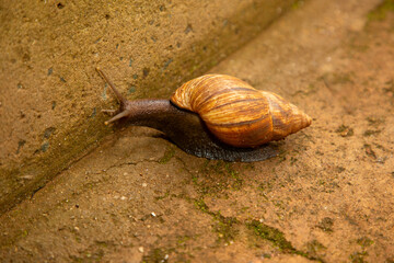 huge snail Achatina in its natural environment on brown sand, in Tanzania Africa.Close-up macro