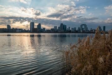 View of riverside with a blue sky, some plants and Umeda city in the background (Umeda, Osaka, Japan) (20230607-004)