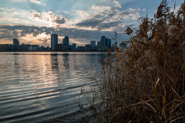 View of riverside with a blue sky, some plants and Umeda city in the background (Umeda, Osaka, Japan) (20230607-005)