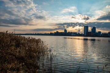 View of riverside with a blue sky, some plants and Umeda city in the background (Umeda, Osaka, Japan) (20230607-007)