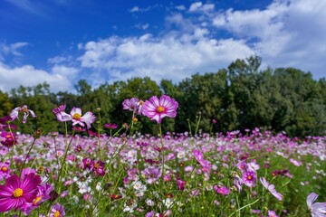 青空バックに見る満開のピンクのグラデーションのコスモス