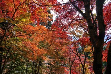ちょうど見頃のカラフルなモミジの紅葉情景
