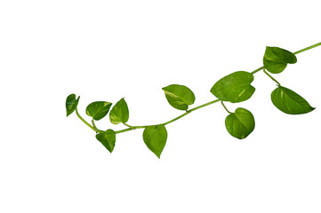 Manjula pothos plant . Heart shape leaves isolated on white background.